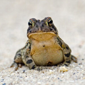 Toad Spiritual Meaning