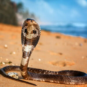A cobra with its hood flared stands poised on a sandy beach, staring forward, symbolizing strength, vigilance, and mystery. The bright sky and blurred shoreline in the background enhance the cobra symbolism of power and resilience in the natural world.