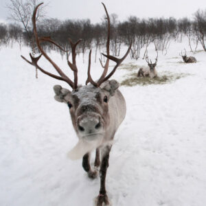 Image of a cute reindeer with big, gentle eyes and small, budding antlers stands in fresh snow, looking curiously ahead. Its soft, thick fur is a mix of warm browns and creamy whites, helping it blend into the winter landscape. Snowflakes dot its coat and the surrounding snow-covered trees, adding a playful touch to the peaceful scene. The reindeer's expression is calm and endearing, giving the snowy forest a magical, heartwarming feel.