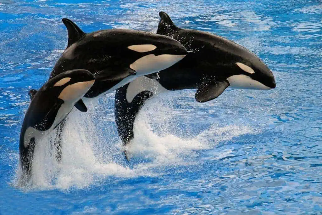 Top 10 Animals that Mean Family Image of three whales leaping gracefully in unison above the water's surface.