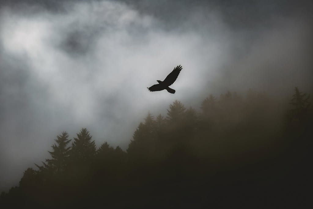 Red-Shouldered Hawk Symbolism: Spirit Animal, Totem, Dreams An image of a hawk soaring gracefully across the sky, its wings outstretched and feathers catching the sky. Image used for the article Red-Shouldered Hawk Symbolism