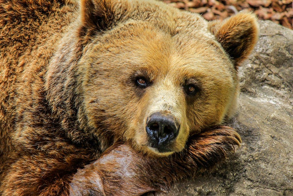 A brown bear peacefully resting on a gray rock, embodying strength and tranquility. This serene scene reflects the connection with nature and spirit.