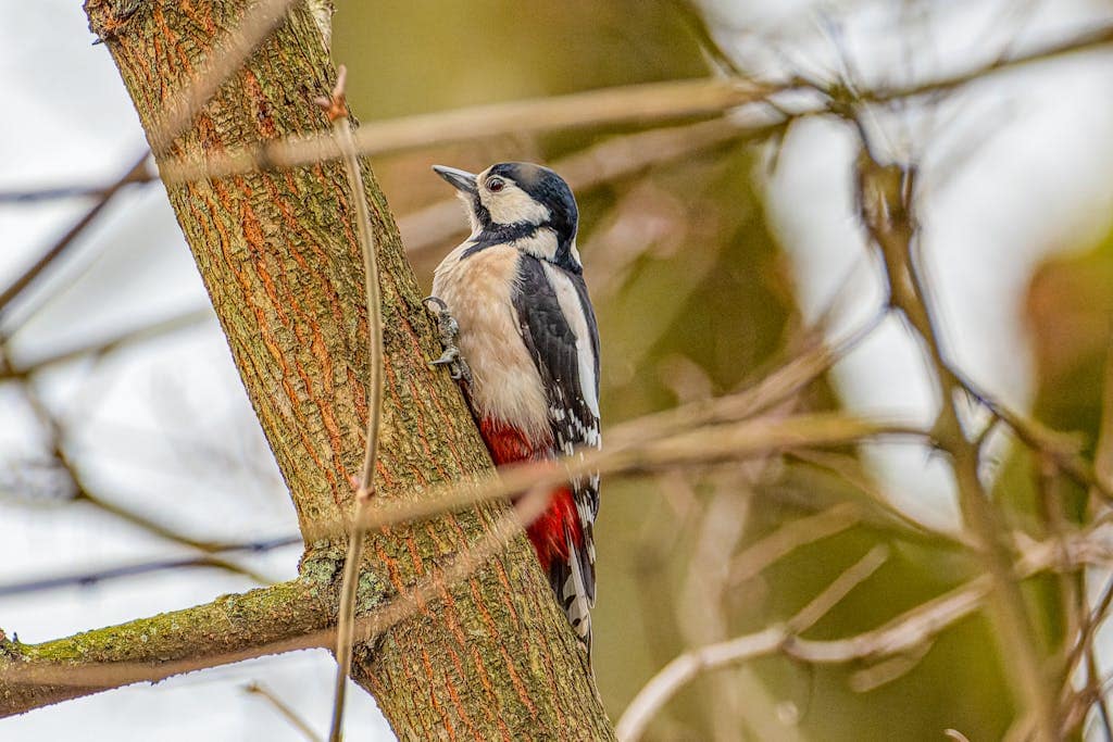 The bird is in a striking pose, ready to peck into the tree's surface with its strong beak. 