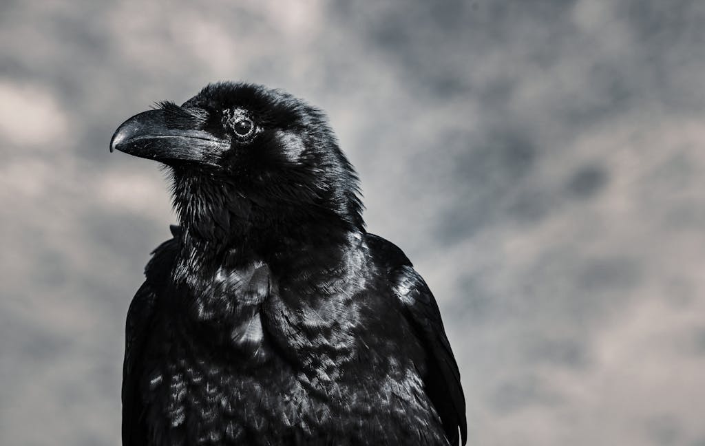 "Image of a black crow, a symbol often associated with Native American spirit animals. The crow is one of the animals considered in the Native American tradition when determining one's spirit animal based on their birthday.