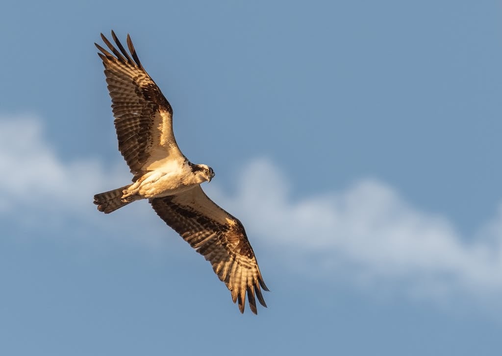 An image of a majestic hawk soaring gracefully across a blue sky, its wings outstretched and feathers catching the sunlight.