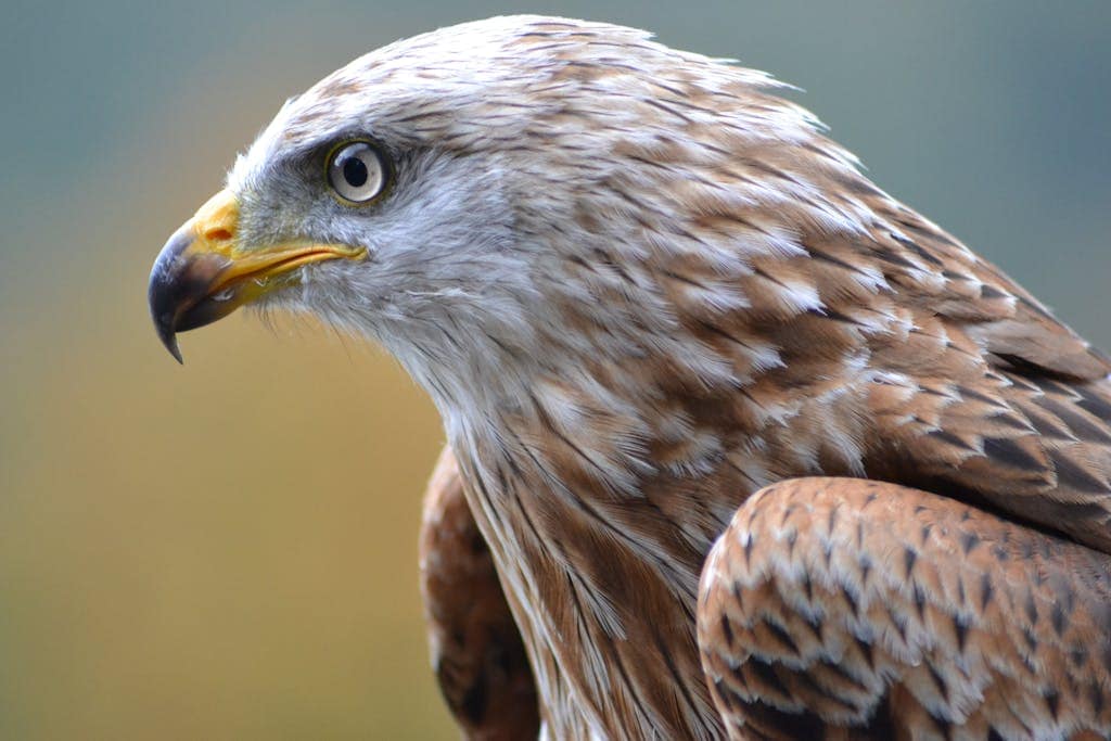 A striking image featuring a majestic white and brown eagle soaring against the sky. This powerful depiction connects with the spiritual significance of Native American spirit animals, aligning with the concept of 'All Native American Spirit Animals by Birthday.'