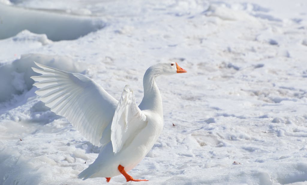 A serene image capturing the beauty of a white goose gracefully standing on a snow-covered landscape. The pure white feathers of the goose contrast beautifully with the pristine snow beneath, creating a tranquil winter scene.