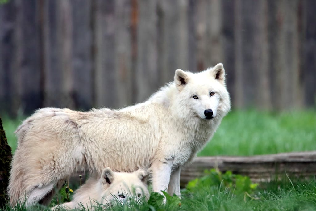 The wolves are looking alert, with their ears perked up, blending into the vibrant surroundings with their white fur contrasting against the verdant grass.