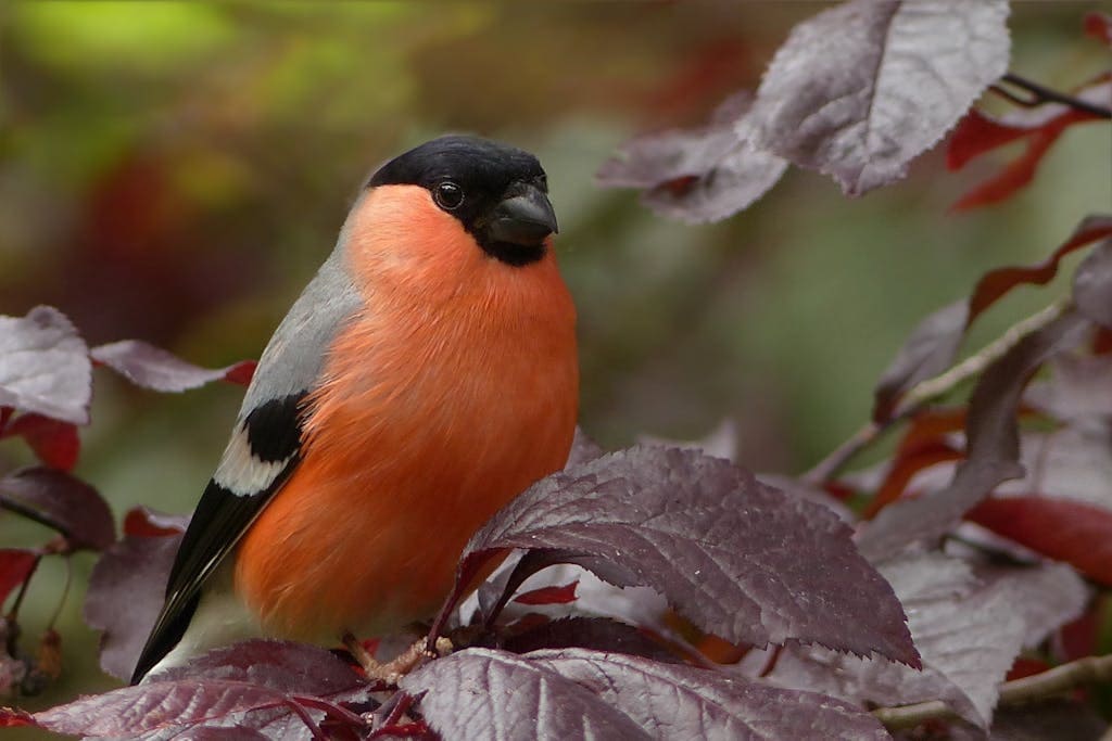 House Finch Symbolism and Spiritual Meaning: Everything You Need to Know An image of a Bullfinch perched on a branch, displaying its striking black cap, and deep red breast, against a backdrop of leaf. Image used for the article House Finch Symbolism