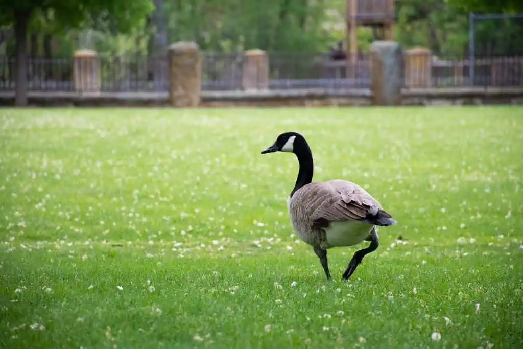 Lone Goose Spiritual Meaning: Symbolism, Totem Animal, Power, & More A Canadian goose standing on lush green grass, its feathers glistening in the sunlight against the vibrant backdrop. Image used for the article Lone Goose Spiritual Meaning