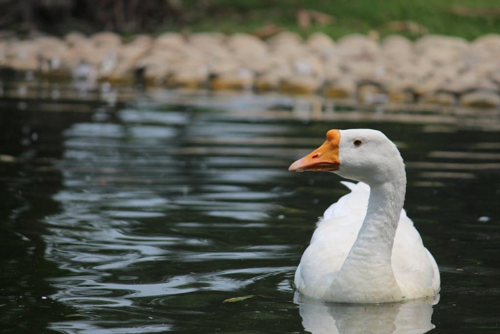Lone Goose Spiritual Meaning: Symbolism, Totem Animal, Power, & More An image of a lone goose swimming gracefully in calm water, surrounded by serene reflections of the sky and surrounding landscape. Image used for the article Lone Goose Spiritual Meaning