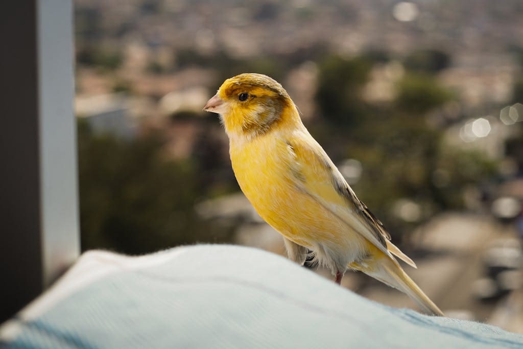 Seeing Yellow Bird: Symbolism, Spiritual Meaning and Dreams A bright yellow bird perched gracefully on a rugged rock, with its feathers illuminated by the sunlight. Image used for the article Yellow bird symbolism.