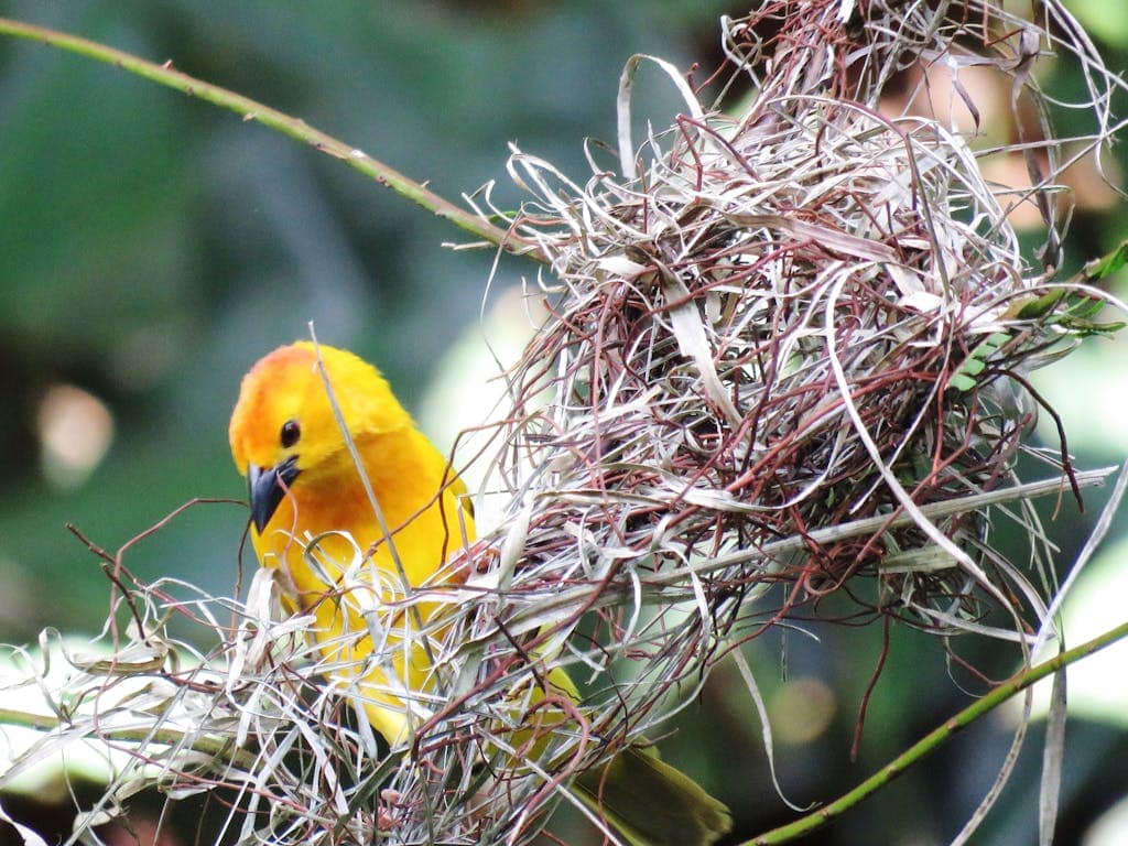 Seeing Yellow Bird: Symbolism, Spiritual Meaning and Dreams "An image of a vibrant yellow bird perched delicately on its nest, surrounded by twigs and leaves.