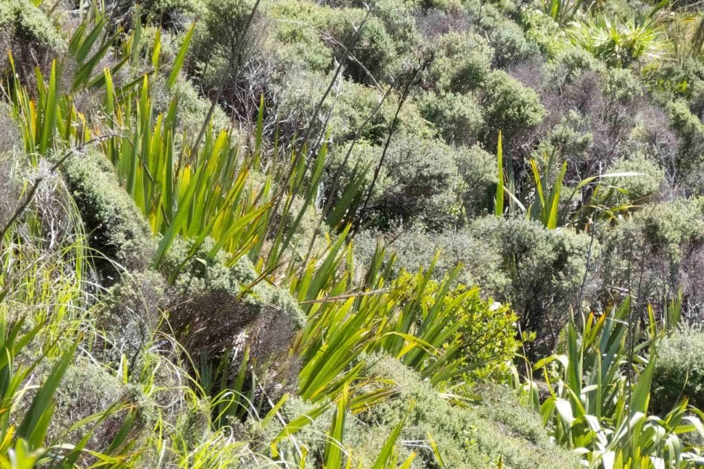 Cape Reinga: The Maori Sacred Site of New Zealand Dense foliage of native New Zealand flax and other shrubs in the Cape Reinga region, showcasing vibrant greenery and dense natural growth.