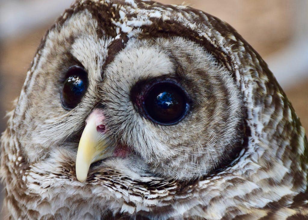 What Animal Represents Bravery? These Courageous Creatures May Surprise You! Close-up image of a Barred Owl's head with striking black and white feather patterns, large round eyes, and a serious expression. Image used for the article barred owl spiritual meaning.