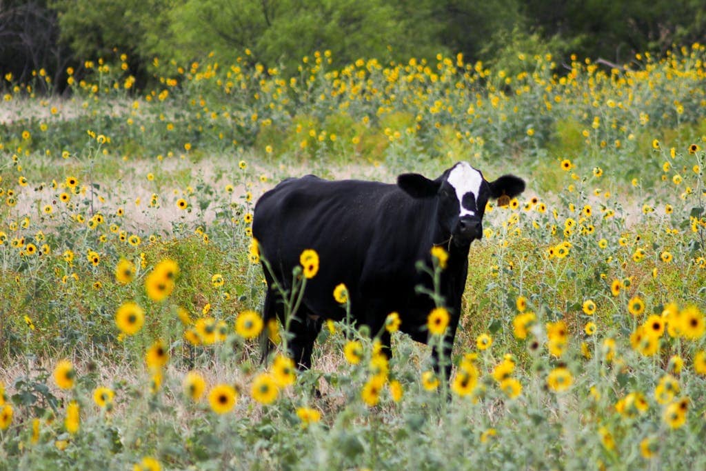 Image showing a group of black cattle peacefully resting amidst a bed of vibrant yellow-petaled flowers, creating a serene and picturesque scene in nature.