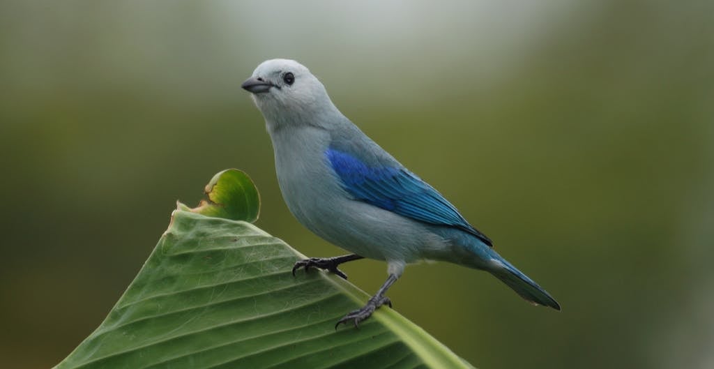 A close-up photograph of a Blue-gray Tanager perched on a leaf, displaying its vibrant blue and gray plumage with hints of white around its eyes and on its wings.