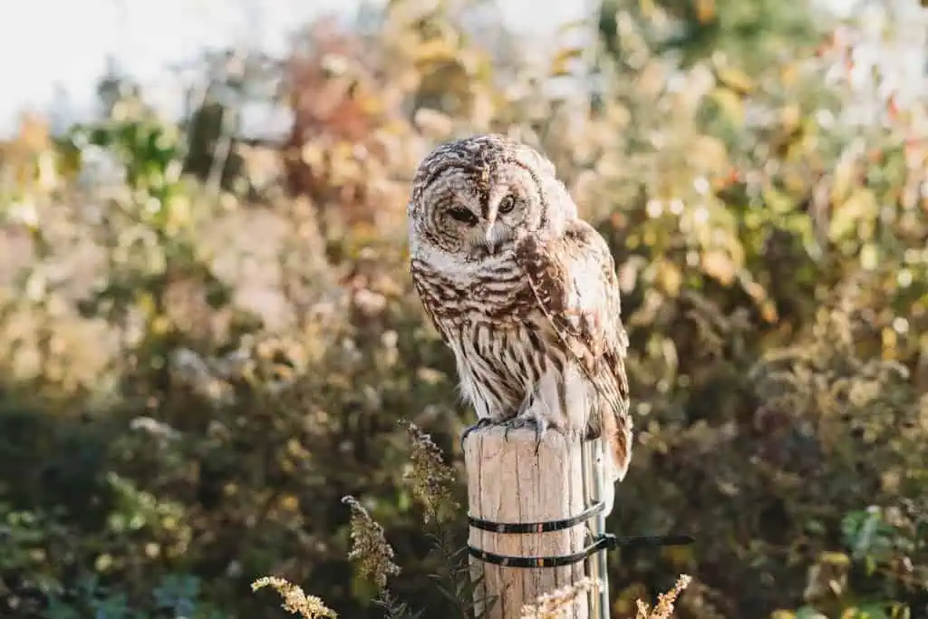 A Barred Owl with piercing eyes perched on a weathered wooden post, its feathers beautifully patterned in shades of brown and white. Image used for the article barred owl spiritual meaning.