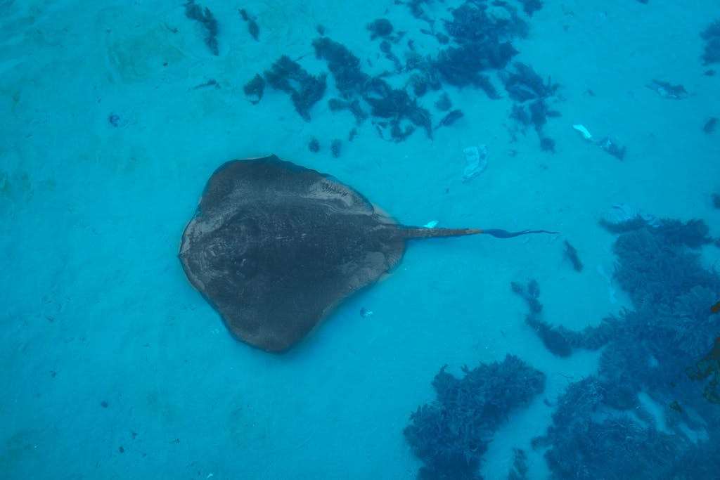 What Do Stingrays Represent | Symbolism & Spiritual Meaning