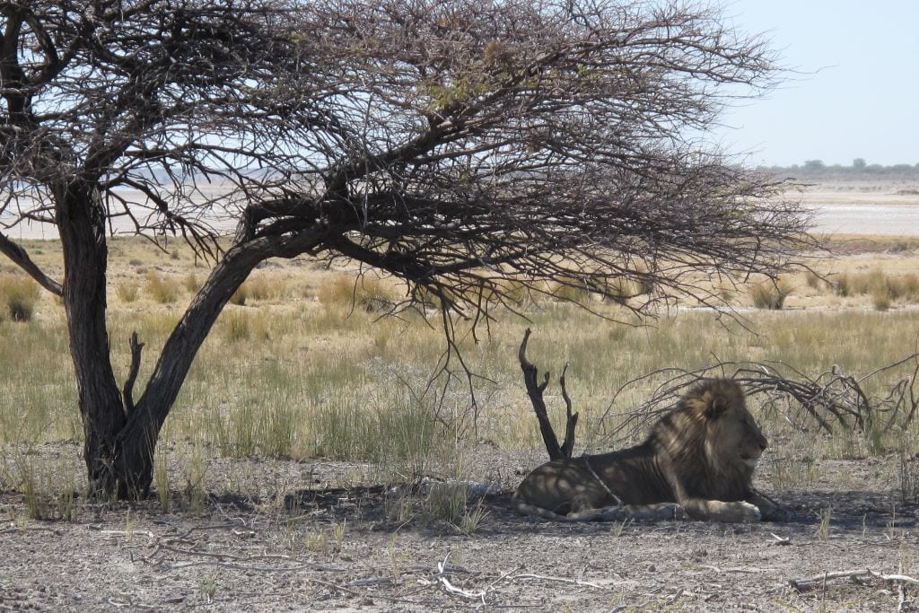 What is My Spirit Animal by Birthday (In Western, Native American, Celtic & Chinese Astrology) The image shows a lion resting in the shade of a sparse, leafless tree in a dry savannah landscape. The background features open grasslands and a distant horizon, highlighting the arid environment. The lion appears calm and relaxed in its natural habitat.