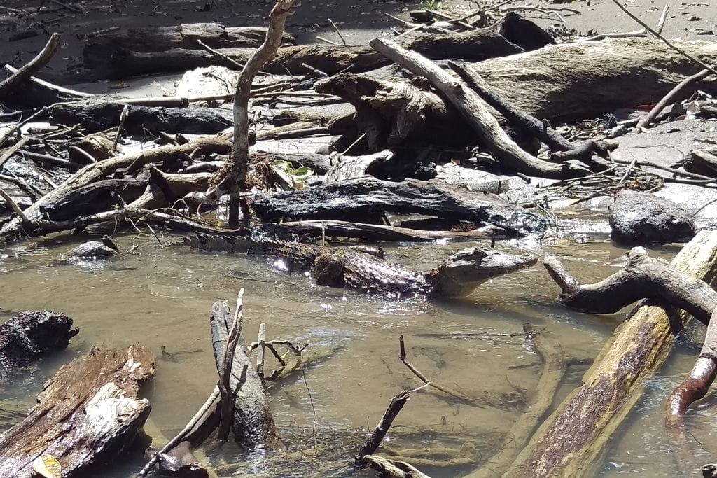 What is My Spirit Animal by Birthday (In Western, Native American, Celtic & Chinese Astrology) The image shows an alligator partially submerged in a small stream or river, surrounded by driftwood and branches. The scene is set in a natural environment, with sunlight filtering through the trees and reflecting off the water.