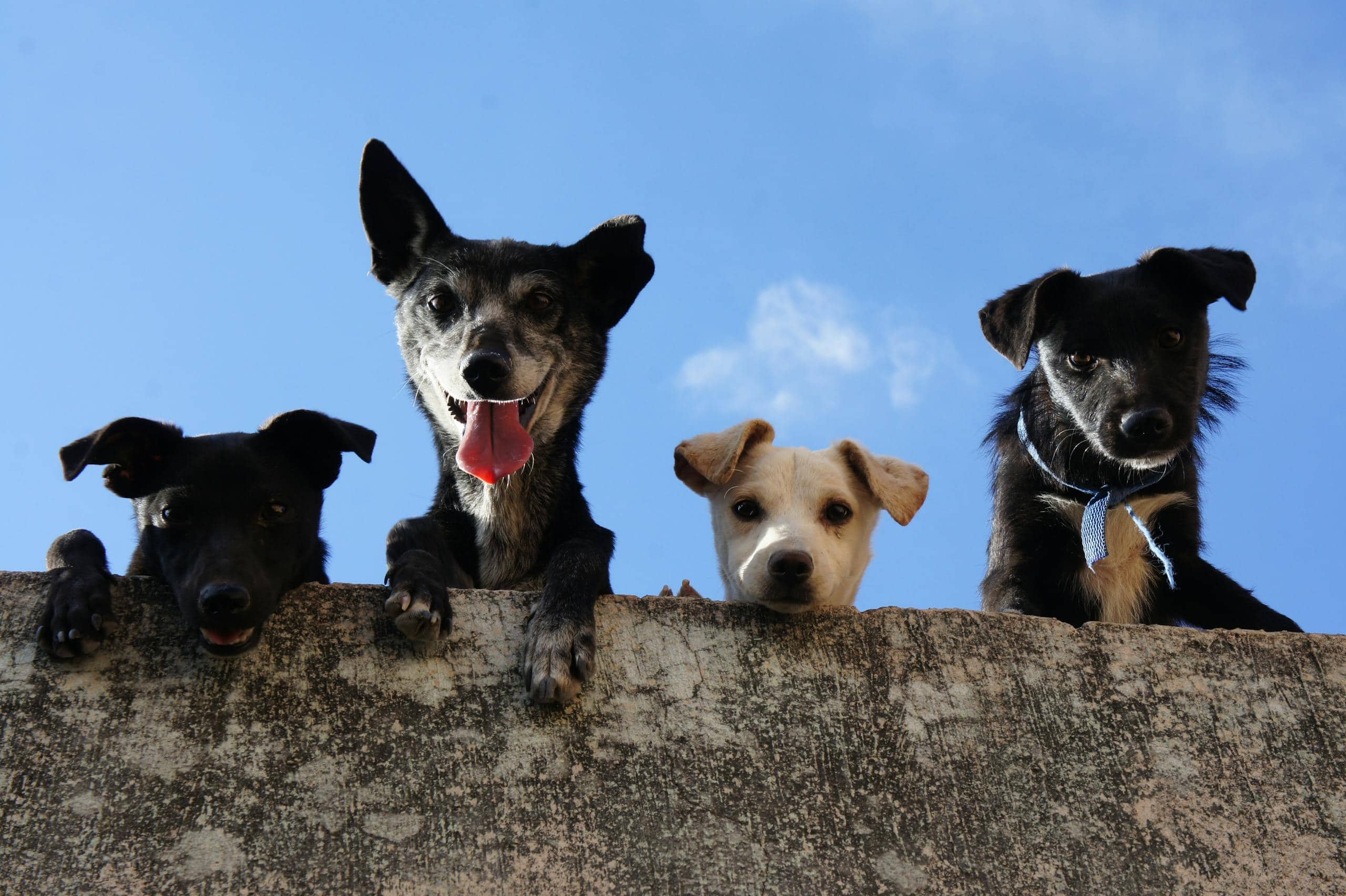 What is the Spiritual Meaning of a Dog Crossing Your Path A black-and-white photograph featuring two short-coated dogs. The dogs are sitting side by side on a grassy field, looking alert and attentive. Their coats are smooth and glossy, one predominantly black with white markings and the other mostly white with black patches.