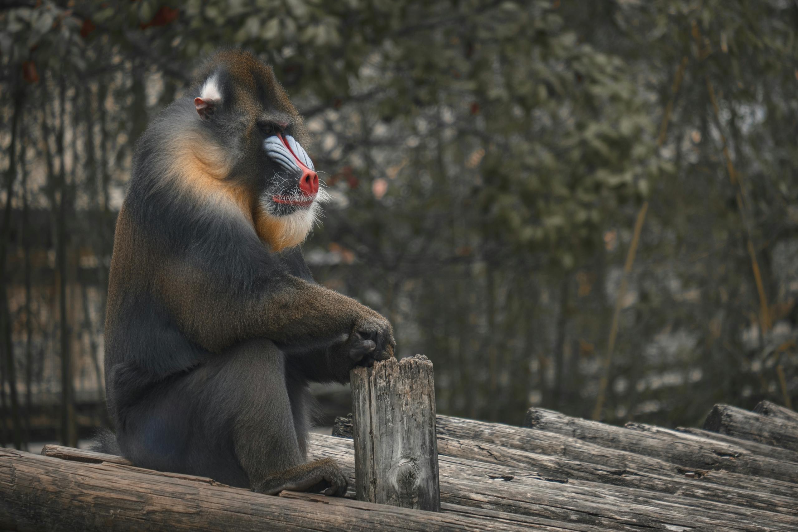 What is My Spirit Animal by Birthday (In Western, Native American, Celtic & Chinese Astrology) A mandrill monkey, characterized by its colorful face and long fur, sits prominently on a cluster of tree logs. The logs are weathered and textured, suggesting a natural setting in a forest.