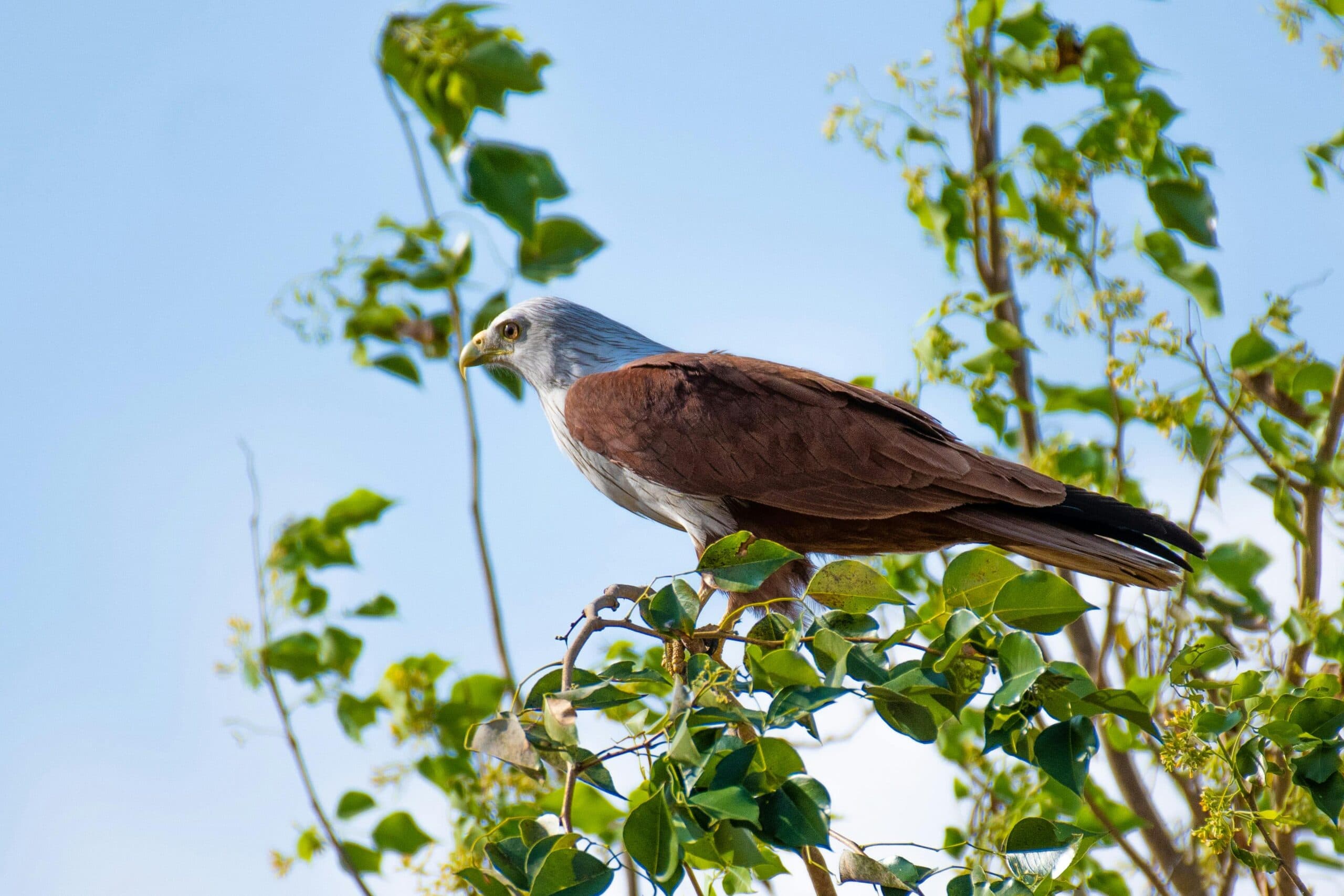 A bird of prey with a brown body and white head perches on a leafy branch against a clear blue sky. The bird's sharp yellow beak and piercing eyes are focused intently ahead, and its talons grip the branch securely. The surrounding green leaves frame the bird, creating a vivid contrast between the bird and its natural environment.