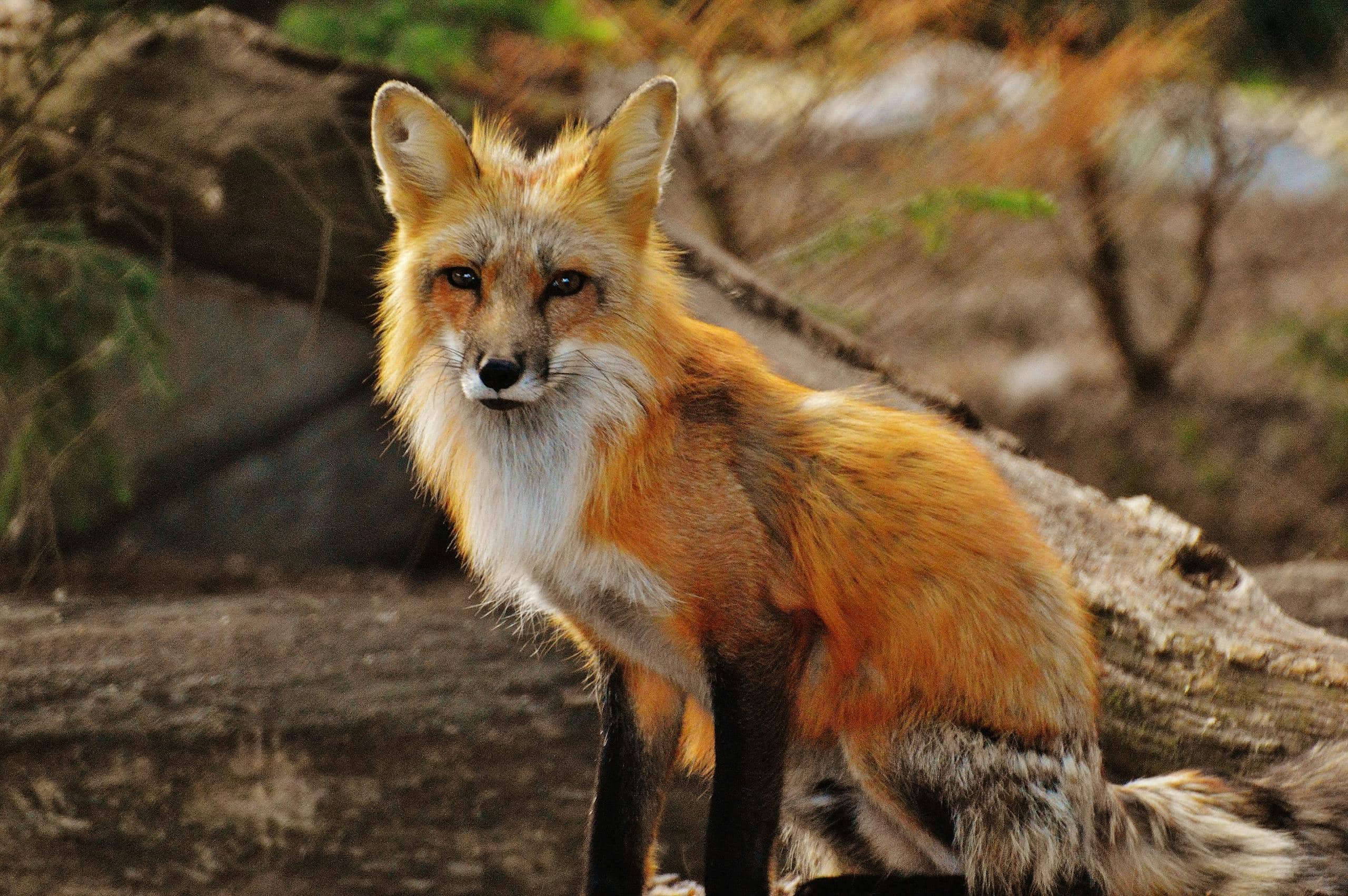 What is My Spirit Animal by Birthday (In Western, Native American, Celtic & Chinese Astrology) Close-up photograph of a tan white fox in its natural habitat, showcasing its fluffy fur, pointed ears, and expressive eyes, against a background of lush greenery. The fox's coat is predominantly tan with white accents, highlighting its sleek and agile appearance in the wild.