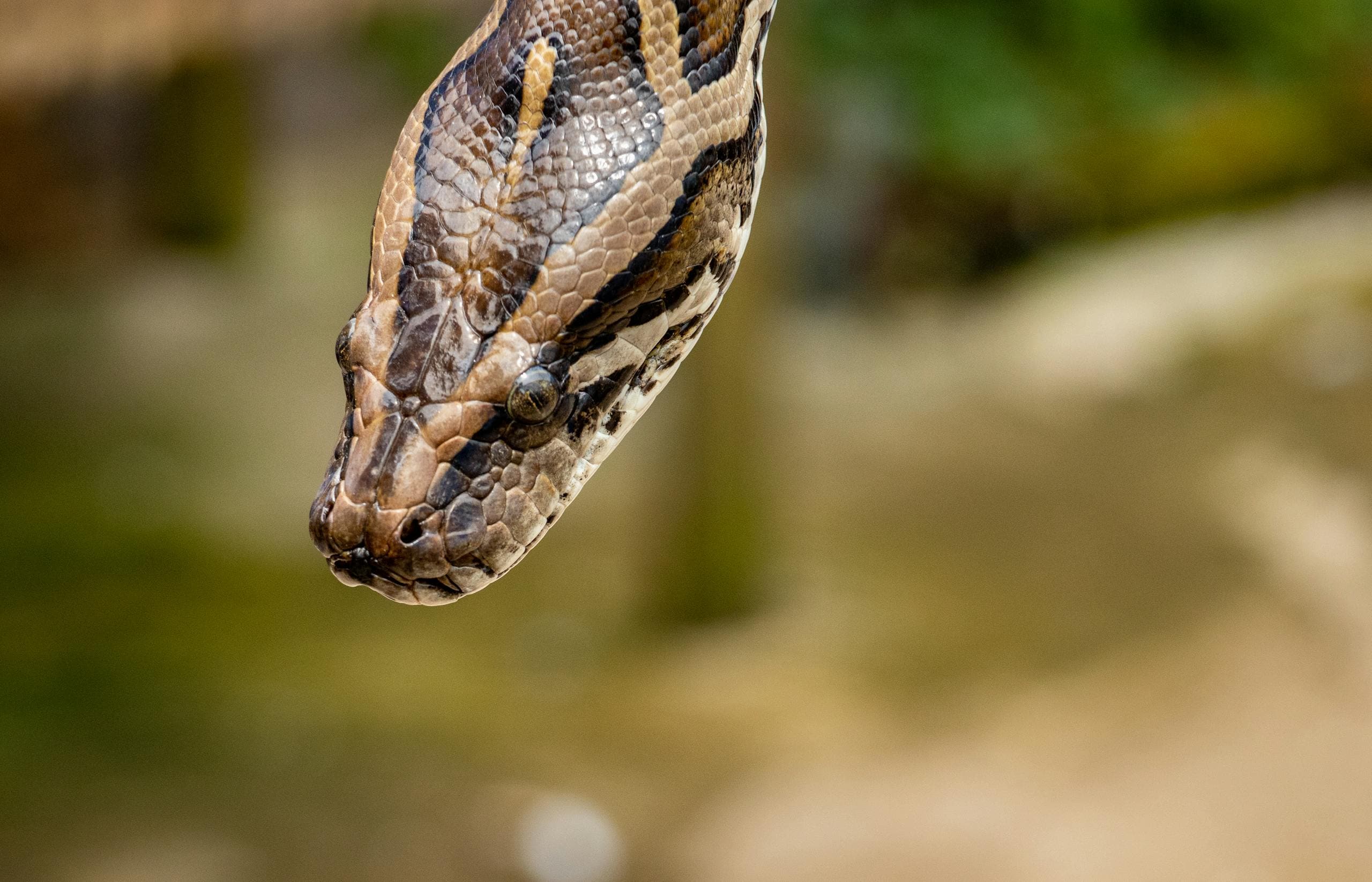 A brown reticulated python is shown in this image, displaying its intricate, interlocking scale pattern. The snake's body is coiled, highlighting its impressive size and muscular form. The python's head is visible, with its eyes fixed ahead, giving it a focused and alert expression. The background is neutral, ensuring the detailed markings and coloration of the python stand out prominently.