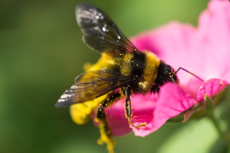 A close-up photo captures a bumblebee on a pink-petaled flower. The bee, with its fuzzy black and yellow body, is shown in sharp detail as it gathers nectar. The flower's soft pink petals are delicately veined and surround a vibrant yellow center. The intricate textures of both the bee and the flower are highlighted, with fine hairs on the bee and the velvety surface of the petals clearly visible. Image used for the article bumblebee symbolism.