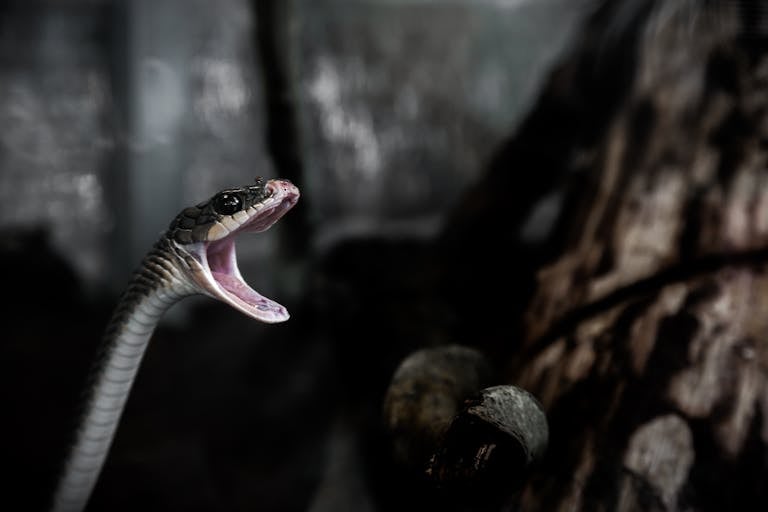 A grey and brown snake with distinctive markings is seen with its mouth wide open, revealing sharp fangs, set against a natural outdoor background. The snake's body is coiled, and its eyes are focused intently ahead, creating a menacing and alert appearance. Image used for the article snake tattoo symbolism.