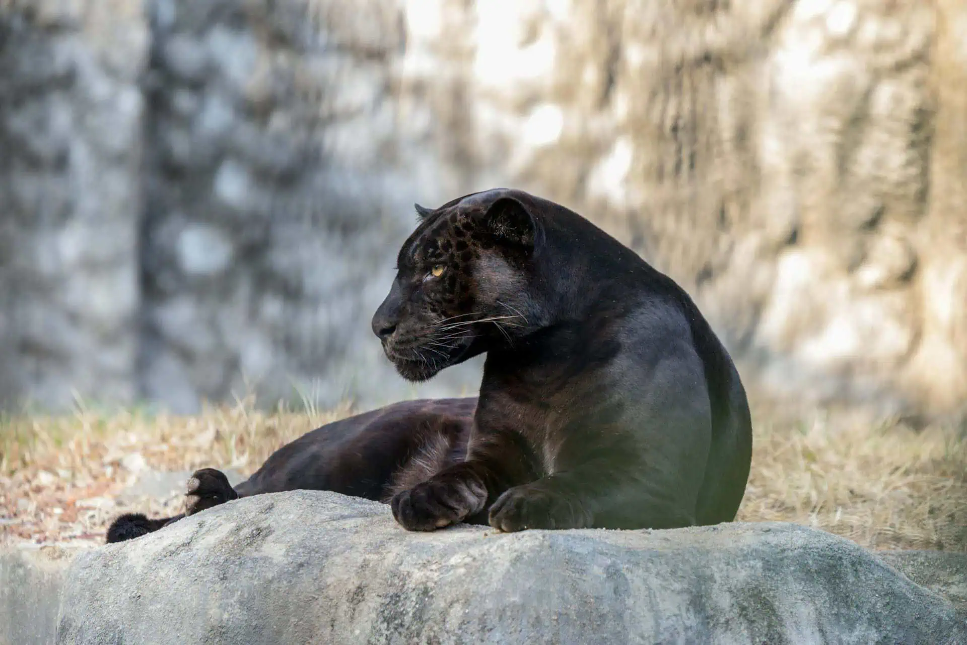 A black jaguar resting on a large rock, with its body partially reclined and its head turned to the side. The jaguar's sleek, dark coat, marked with faint rosette patterns, stands out against the rocky and slightly grassy background. Its piercing eyes and relaxed posture exude a sense of calm strength and alertness. Image used for the article black jaguar symbolism.