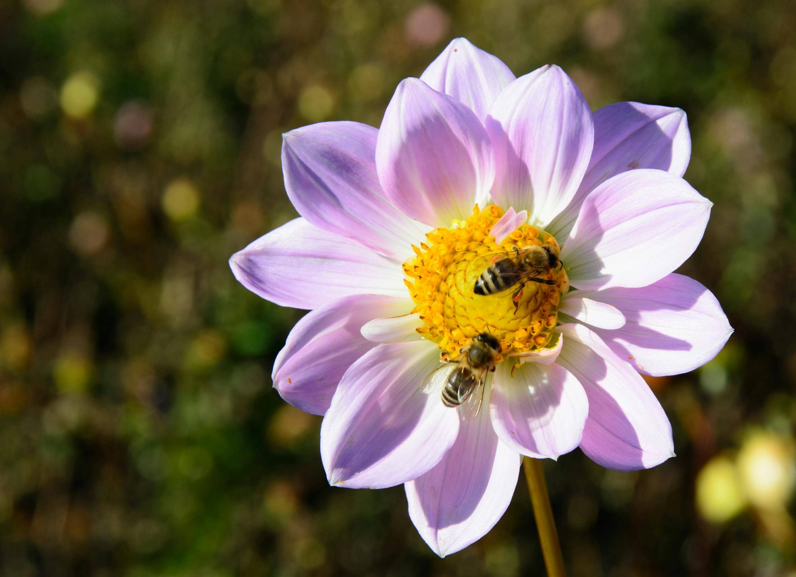 A detailed image shows a pink and white petaled flower in full bloom, attracting several bees. The bees, with their brown and black striped bodies, are busily gathering nectar from the flower's center. The soft pink and white hues of the petals create a gentle contrast with the bees' darker colors. The delicate texture of the petals and the vibrant activity of the bees capture a lively moment in nature. Image used for the article what do bees symbolize.