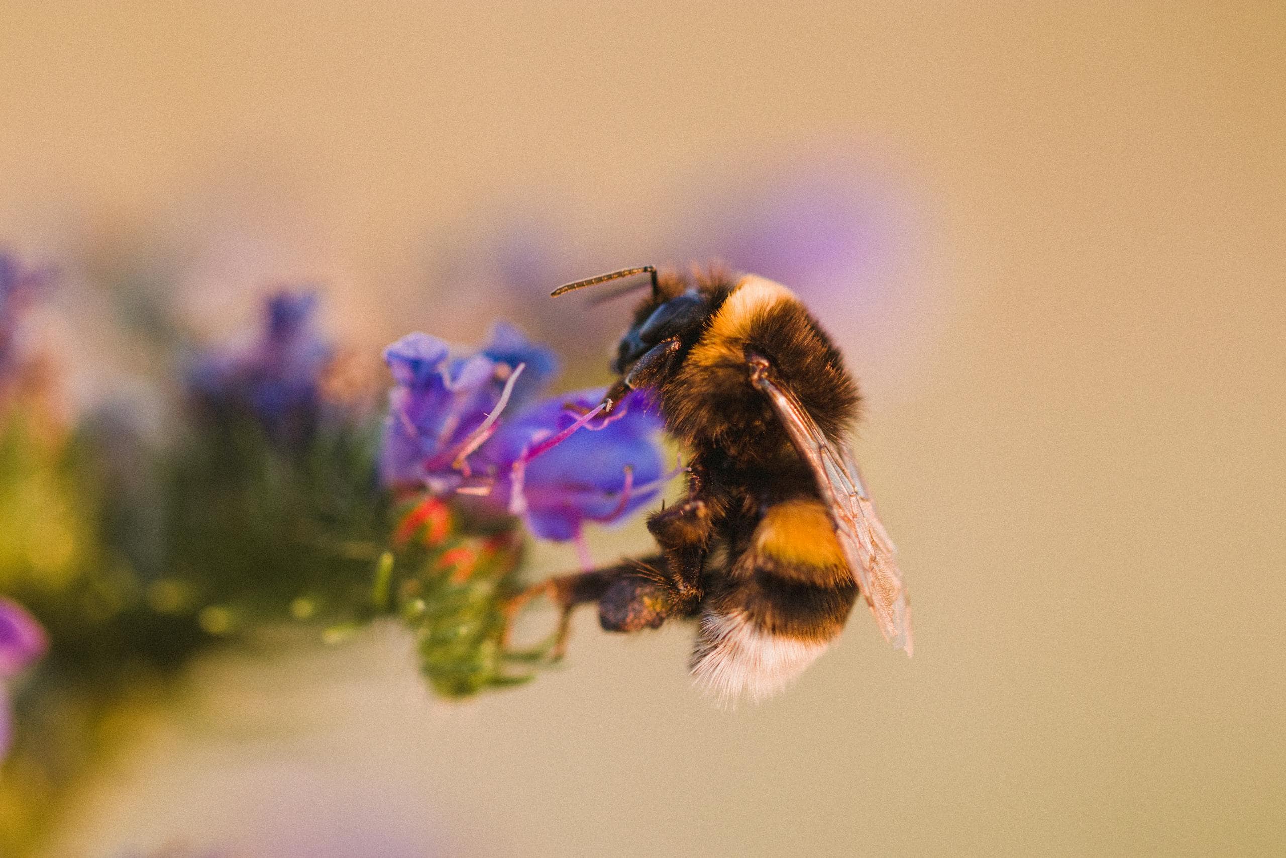 A honey bee is perched on a cluster of purple-petaled flowers, captured in a selective focus photo. The bee's intricate details, including its translucent wings and striped abdomen, are in sharp focus, while the surrounding flowers gradually blur into the background. 