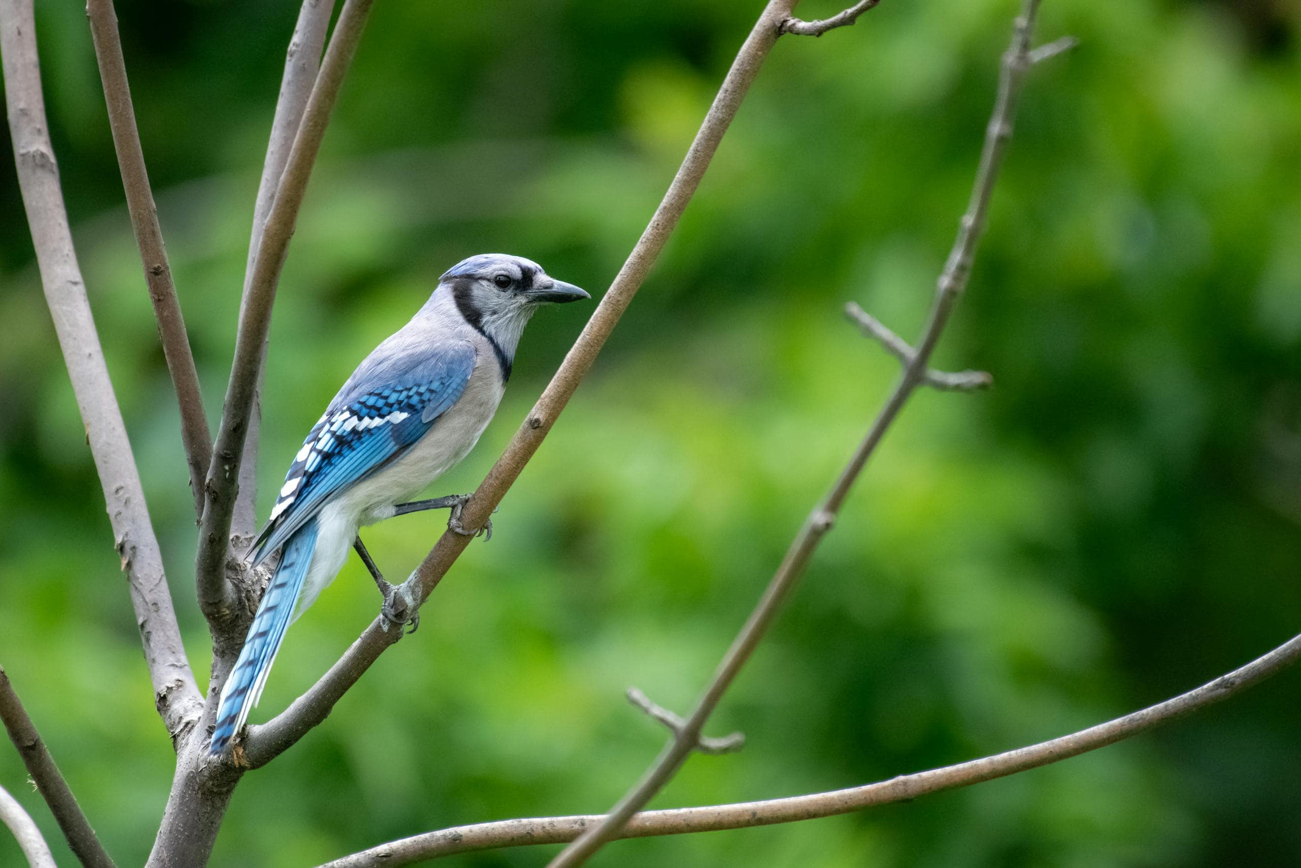 Blue Jay Spiritual Meaning and Symbolism: Everything you need to know A Blue Jay perched on a tree branch, its vibrant blue feathers with black and white markings catching the light. The bird's crest is slightly raised, and its keen eyes are observing its surroundings. The rough texture of the tree branch contrasts with the smooth, colorful plumage of the Blue Jay, set against a natural backdrop of leaves and sky. Image used for the article Seeing 2 Blue Jay spiritual meaning.