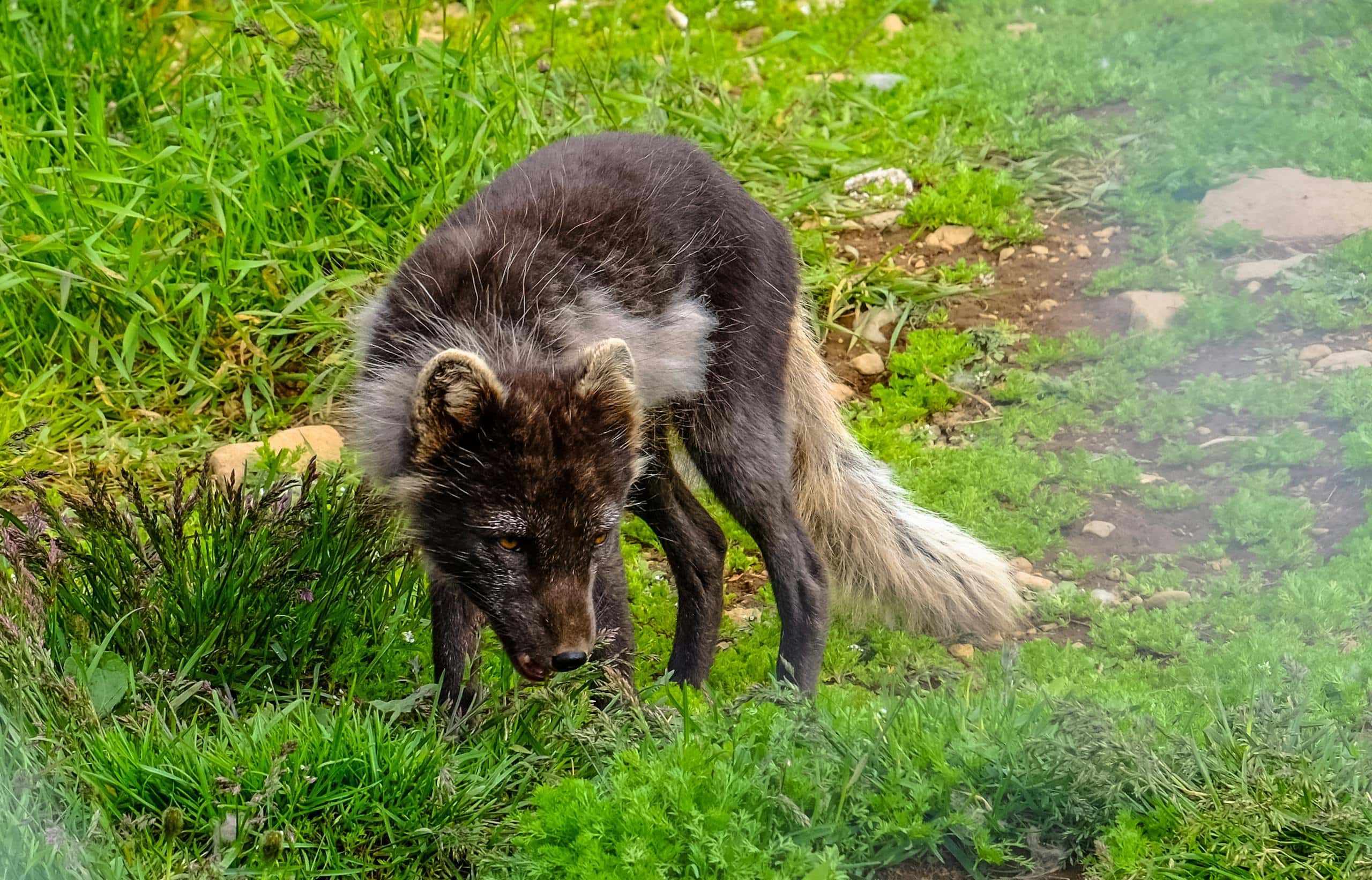 Symbolism and Spiritual Meaning of Fox Spirit Animal A black and brown fox is seen resting on a grassy field, its fur displaying a mix of dark and light hues. The fox's keen eyes are focused, and its bushy tail curls elegantly around its body. The vibrant green grass provides a lush backdrop, highlighting the fox's distinctive coloring and relaxed posture in its natural environment.