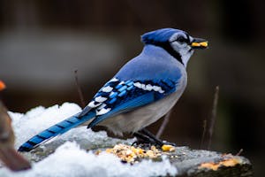 A Blue Jay standing in the snow, holding a small piece of food in its beak. The bird's bright blue and white feathers contrast against the pure white snow, with hints of black markings on its wings and head. The Blue Jay's eyes are sharp and focused as it carefully balances on the cold ground, surrounded by the crisp winter landscape. Image used for the article Blue Jay Tattoo meaning.