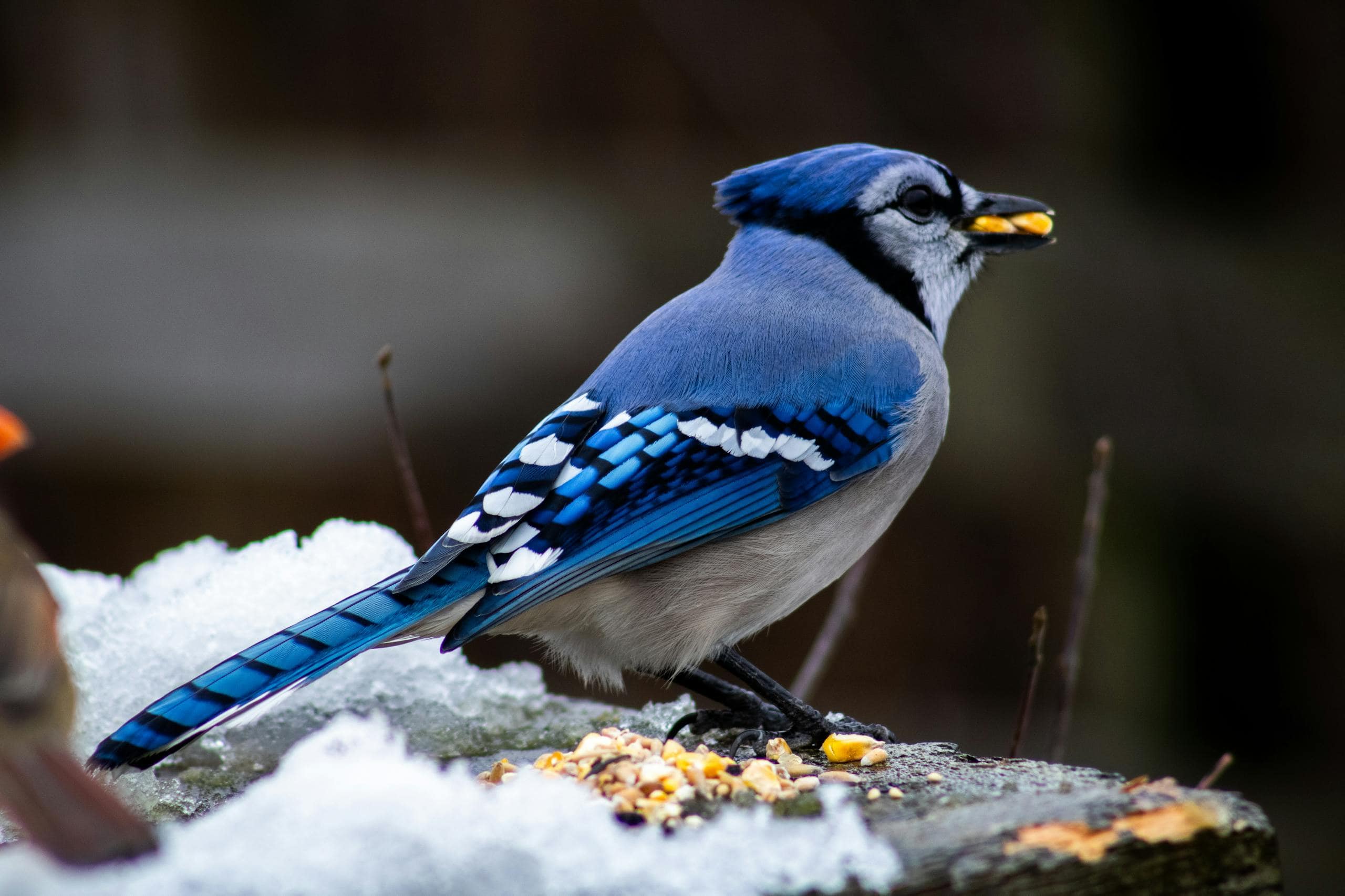 Blue Jay Spiritual Meaning and Symbolism: Everything you need to know A Blue Jay standing in the snow, holding a small piece of food in its beak. The bird's bright blue and white feathers contrast against the pure white snow, with hints of black markings on its wings and head. The Blue Jay's eyes are sharp and focused as it carefully balances on the cold ground, surrounded by the crisp winter landscape. Image used for the article Blue Jay Tattoo meaning.
