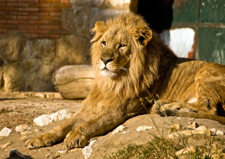 A close-up photograph of a brown lion, showcasing its majestic face. The lion's intense, golden eyes are framed by its thick, tawny mane, which adds to its regal appearance. The texture of the fur and the lion's focused expression highlight its strength and commanding presence. The background is softly blurred, keeping the attention on the lion's powerful feature Lion symbolic meaning. Image used for the article Lion symbolic meaning.