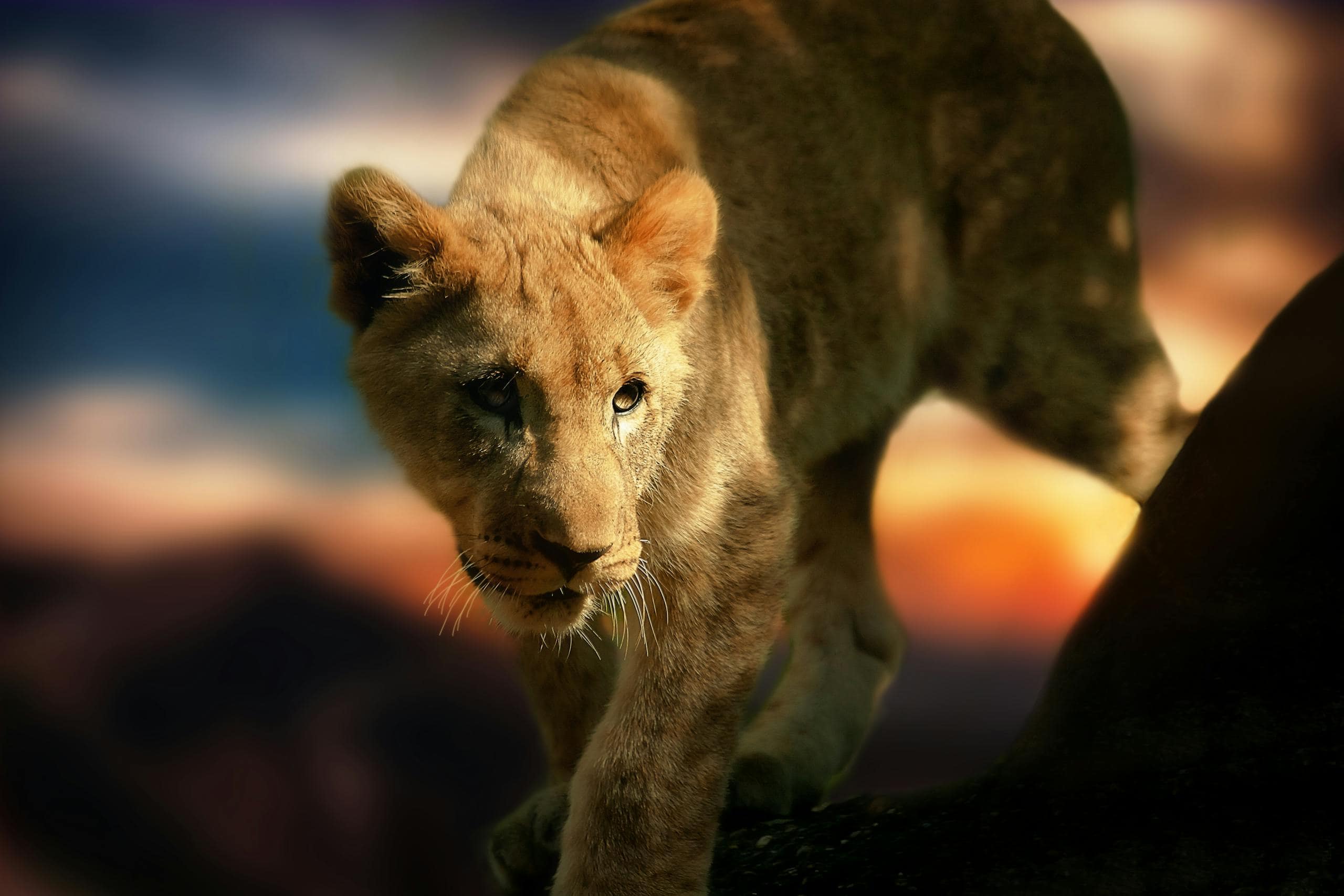 A brown tigress stands gracefully, her sleek fur showcasing a mix of rich brown and dark stripes. Her sharp, amber eyes are focused and alert, reflecting her strength and elegance. The tigress's muscular build is evident as she moves through her natural habitat, blending seamlessly with the earthy surroundings.