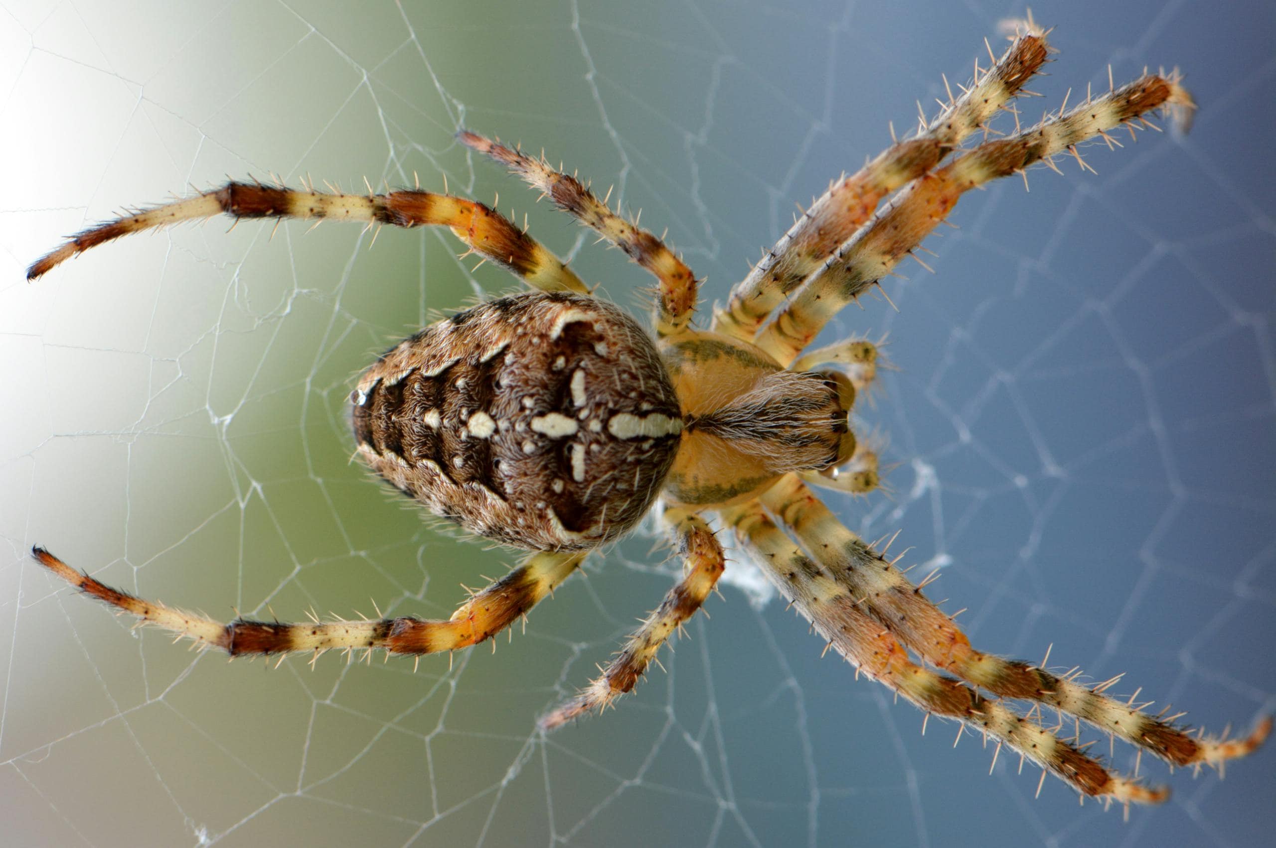 A Brown Yellow Black Cross Orb Weaver Spider with a distinctive pattern of a light cross on its back. The spider's body is robust, with brown and yellow markings, and its legs are long, striped in black and brown. It sits at the center of its intricate web, which is shaped like a perfect wheel, showcasing its unique and striking appearance. Image used for the article spider power animal.