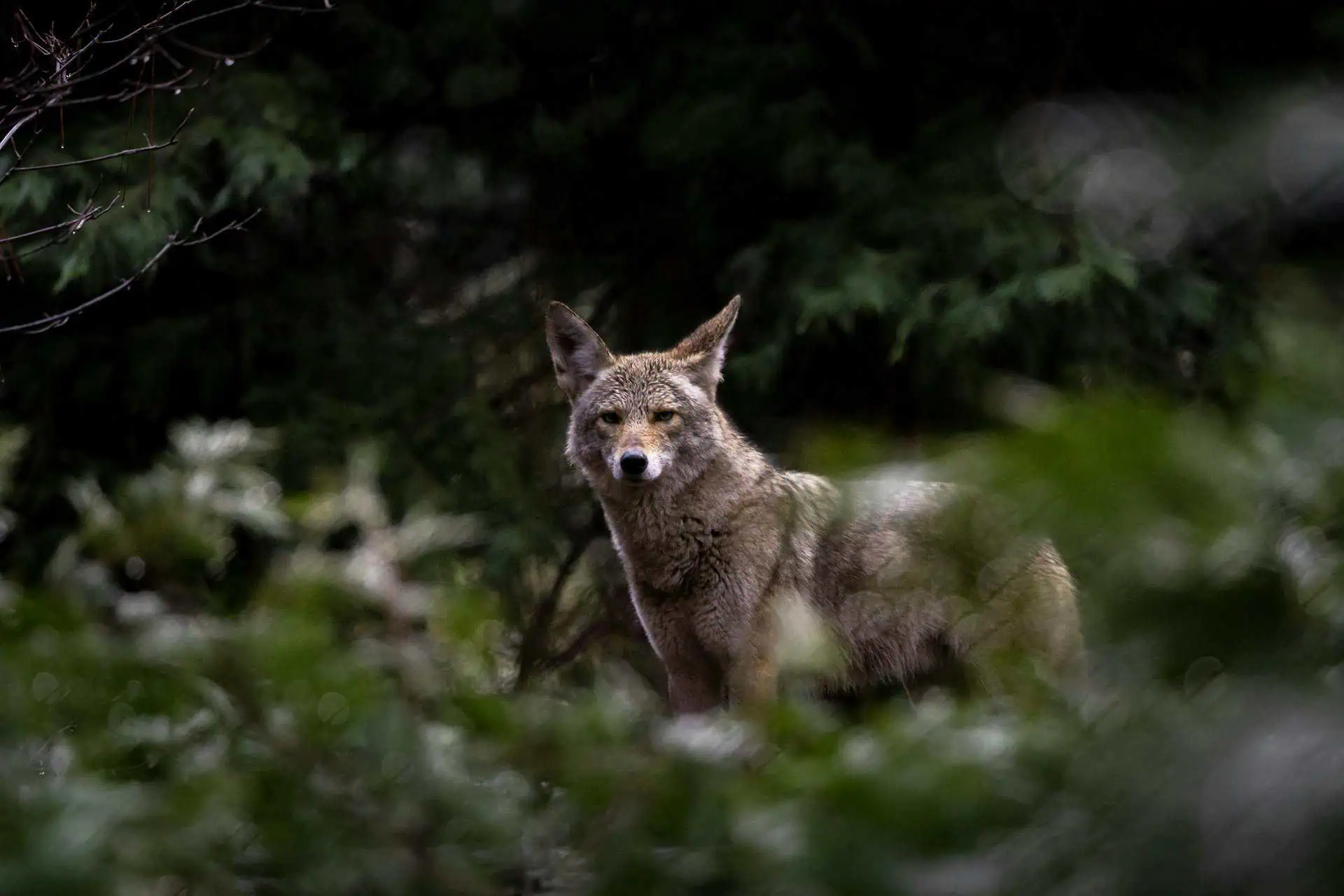 A coyote standing in a sunlit summer field, its coat a blend of sandy browns and grays that reflect the warm season. The coyote's ears are upright, and its eyes are bright and focused, scanning the surroundings. The summer landscape is lush with tall grasses and scattered wildflowers, creating a vibrant backdrop that emphasizes the coyote's presence in its natural habitat during the warmer months.