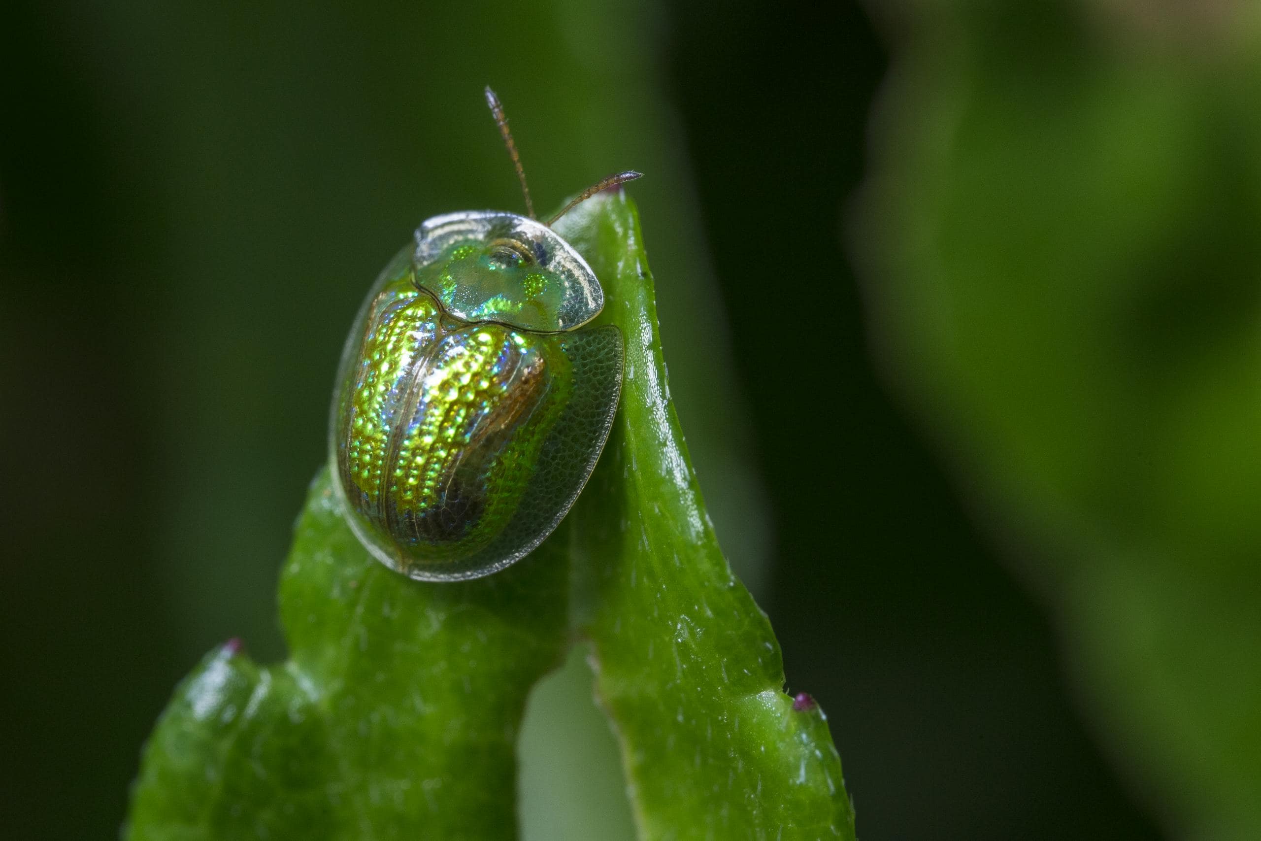 Image of a green beetle perched on a green leaf. The beetle's iridescent shell shines with shades of emerald and gold, reflecting light. Its legs and antennae are clearly visible, gripping the leaf's textured surface. The leaf is also green, with detailed veins and a natural texture. The close-up shot captures the intricate details of both the beetle and the leaf, with a softly blurred background that emphasizes their vivid colors and fine features.