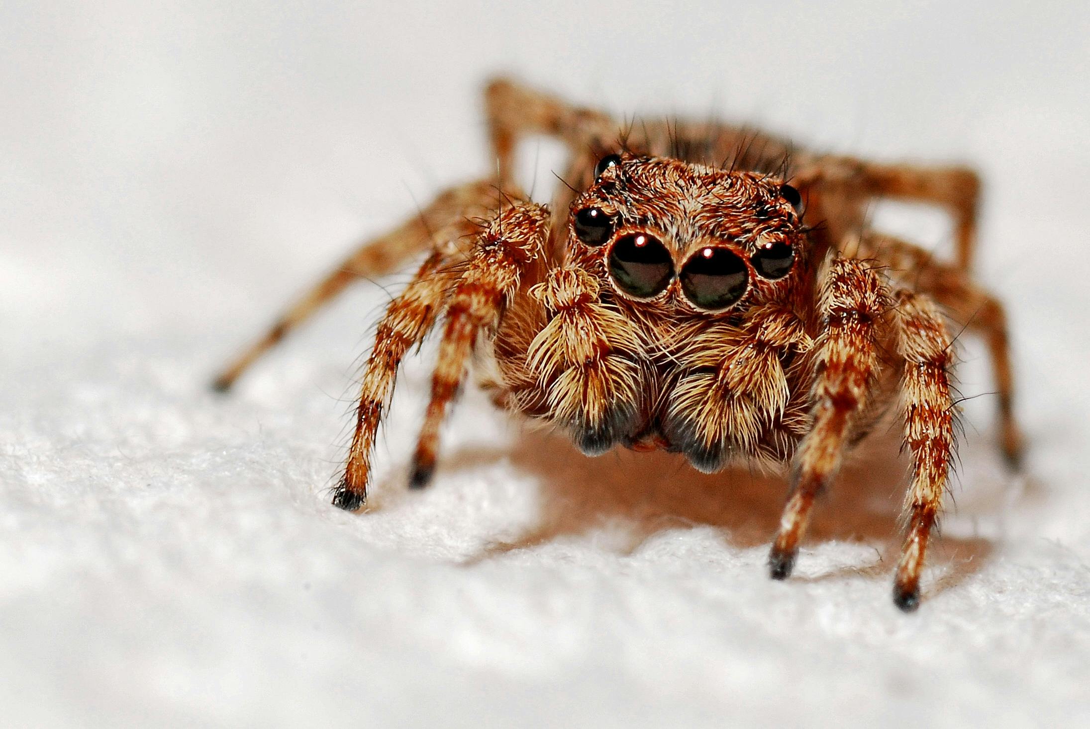 image of a brown spider with long, slender legs positioned in the center of its web. The spider's body is textured, with various shades of brown, and its legs are slightly darker at the joints. The web is intricately woven, with dew droplets clinging to the strands, creating a sparkling effect against a dark, blurred background of foliage. Image used for the article Spider power animal.