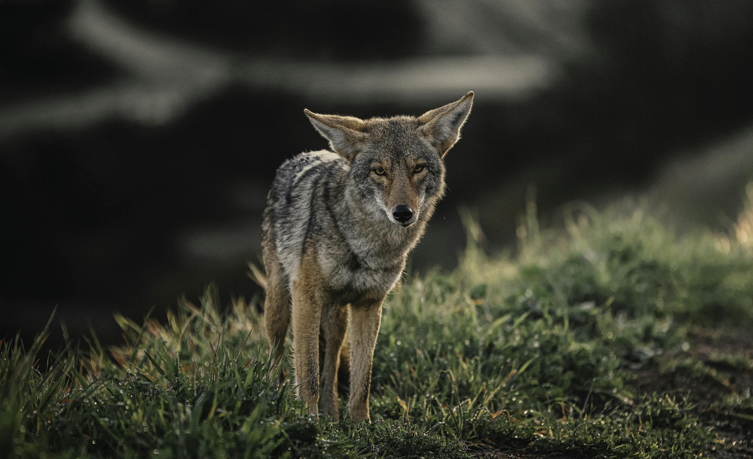 What Does It Mean When You See a Coyote? Portrait of a coyote standing in a natural environment, with its sleek, tawny fur glistening in the sunlight. The coyote's sharp, alert eyes are focused forward, its pointed ears perked up as if listening intently. The animal's lean body and bushy tail are well-defined, conveying a sense of agility and strength. The background features a mix of grasses and sparse trees, blending into the wild landscape, highlighting the coyote's role as a native predator in its natural habitat. Image used for the article What Does It Mean When You See a Coyote.
