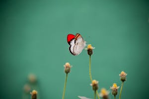 A close-up, selective focus photograph of a butterfly delicately perched on a flower bud.