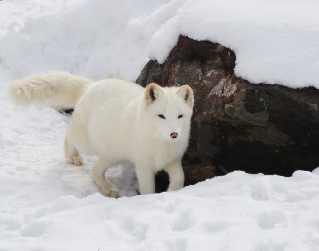 **Alt Text:** A snow fox is positioned near a brown rock, its pristine white fur contrasting with the earthy tones of the rock. The fox's alert eyes and pointed ears suggest attentiveness as it explores its snowy surroundings. The rocky surface adds a rugged element to the scene, with the snow providing a soft, textured backdrop. The fox's elegant posture and the natural elements around it create a serene, wintery landscape.