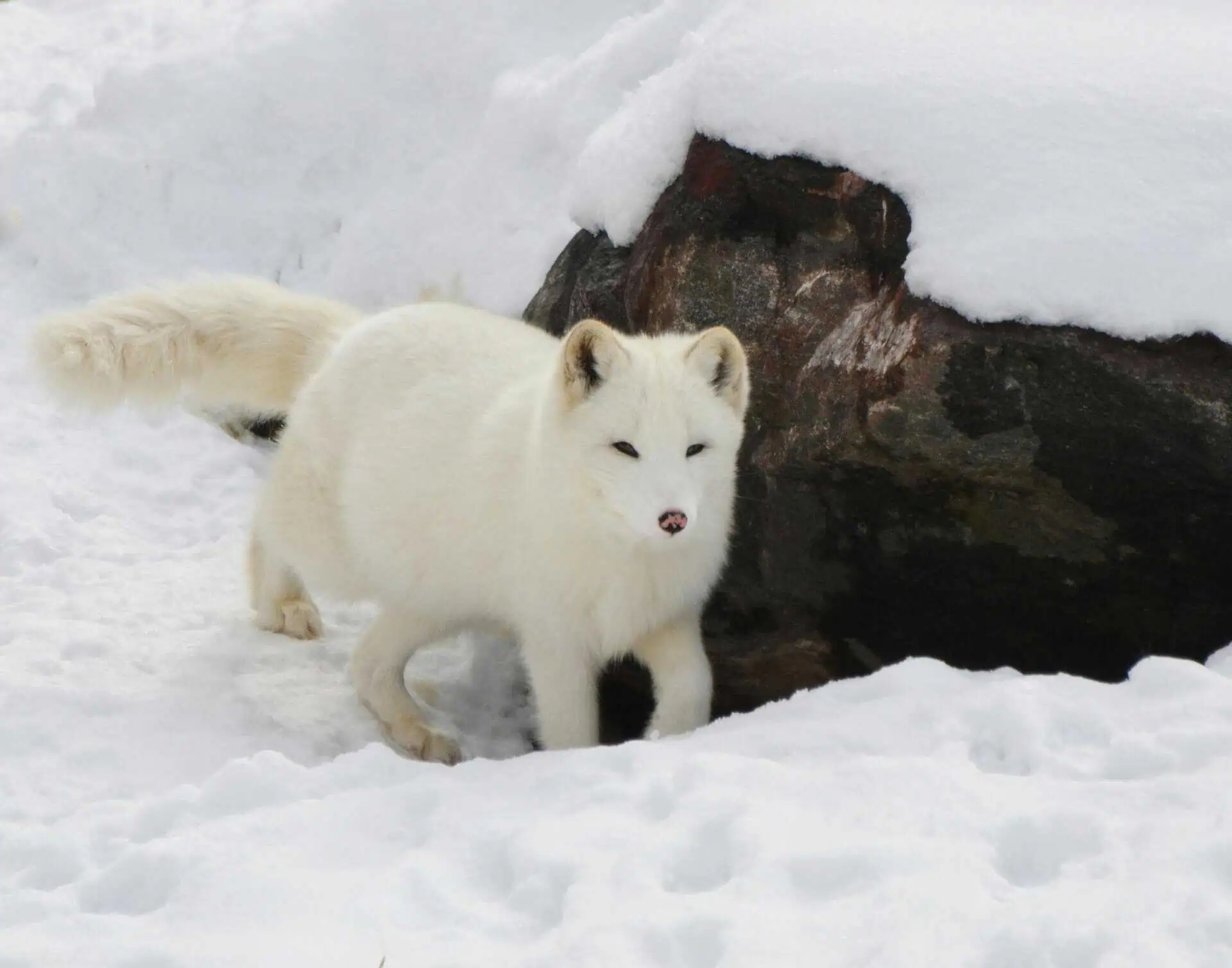 Symbolism and Spiritual Meaning of Fox Spirit Animal A snow fox is positioned near a brown rock, its pristine white fur contrasting with the earthy tones of the rock. The fox's alert eyes and pointed ears suggest attentiveness as it explores its snowy surroundings. The rocky surface adds a rugged element to the scene, with the snow providing a soft, textured backdrop. The fox's elegant posture and the natural elements around it create a serene, wintery landscape.