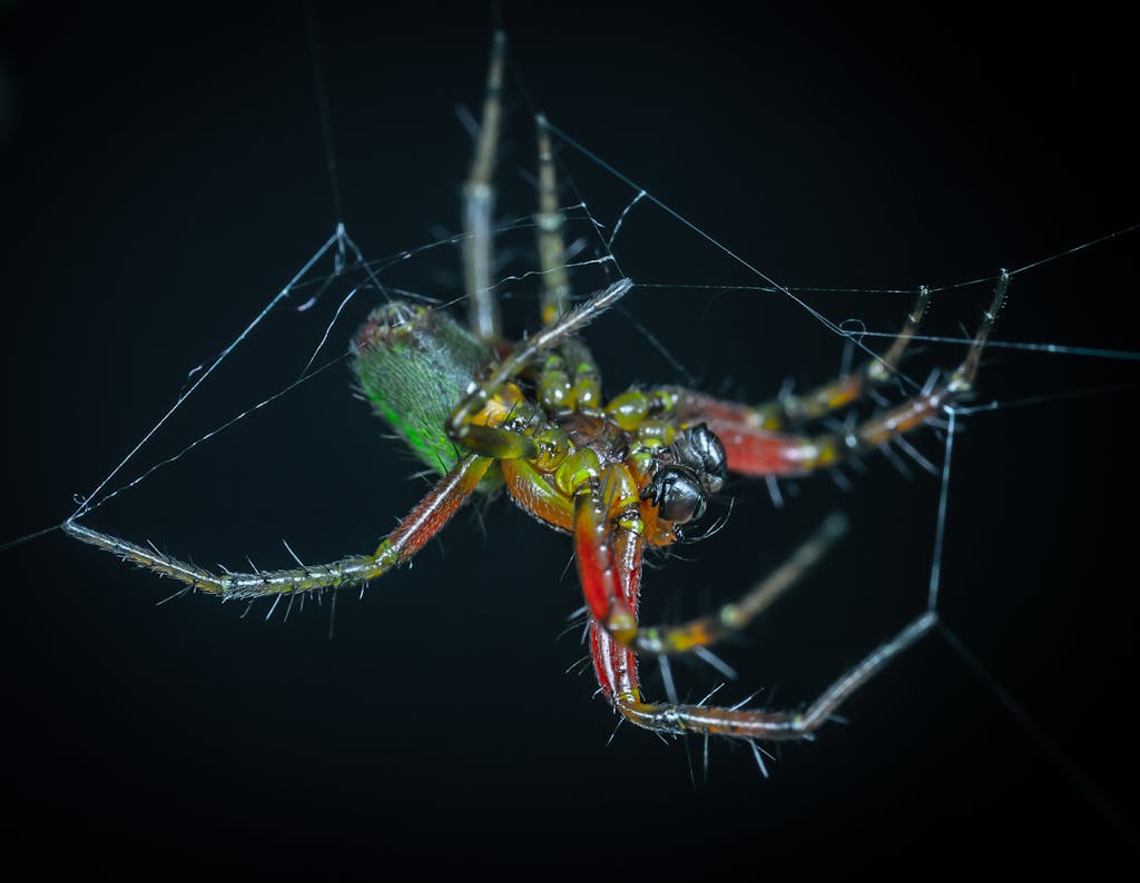 A Green and Red Spider spinning its web. The spider's body is vibrant green with red markings, and its legs are slender and long. It is positioned delicately on its web, which is intricately woven and glistens slightly, highlighting the contrast of the spider's vivid colors against the web's silvery strands.